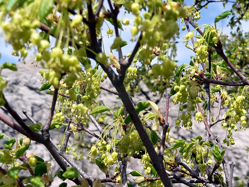 Sorbus torminalis? no, Acer monspessulanum